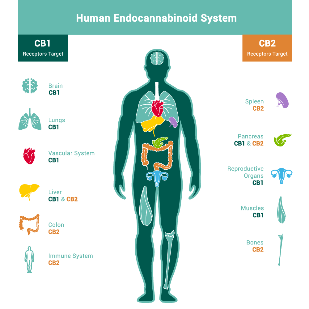 The Endocannabinoid System - The Distrio